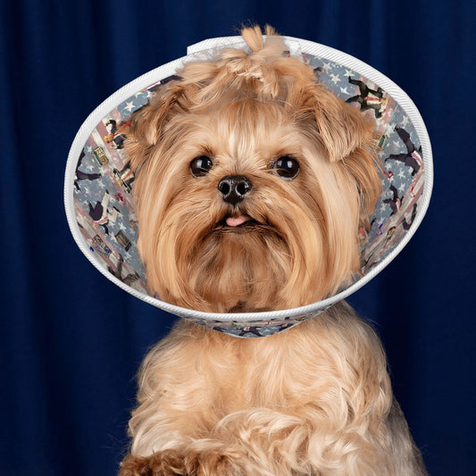 Pet Elizabethan, Pet Medical Collar
