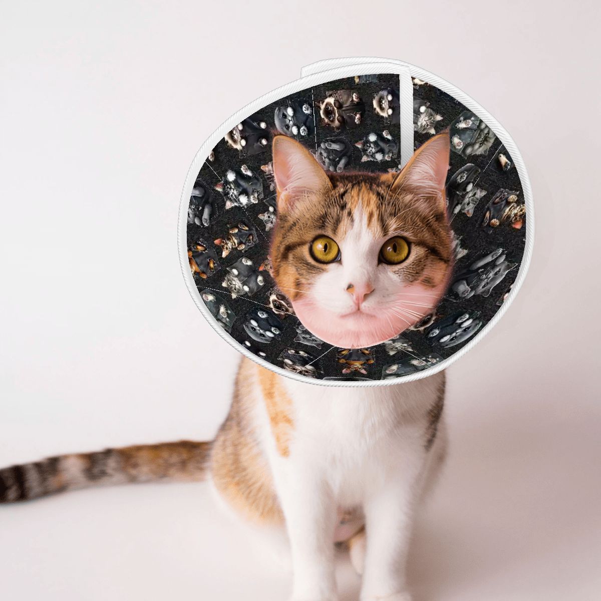 Pet Elizabethan, Pet Medical Collar